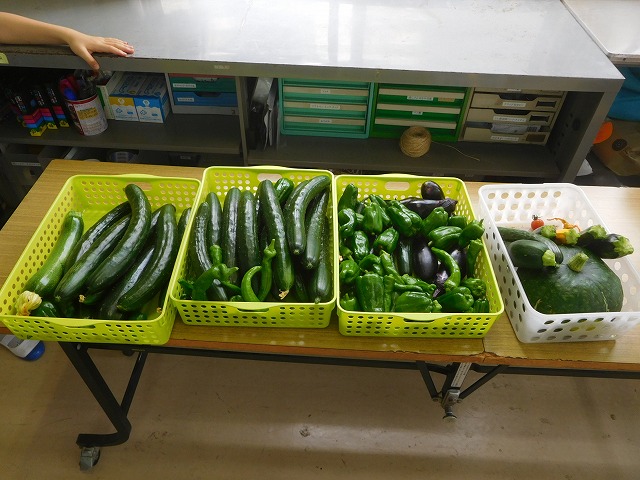 2025年６月23日　野菜の収穫（3年生）