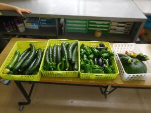 2025年６月23日　野菜の収穫（3年生）