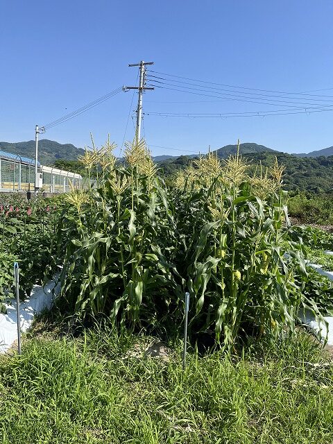 2025年６月23日　野菜の収穫（3年生）