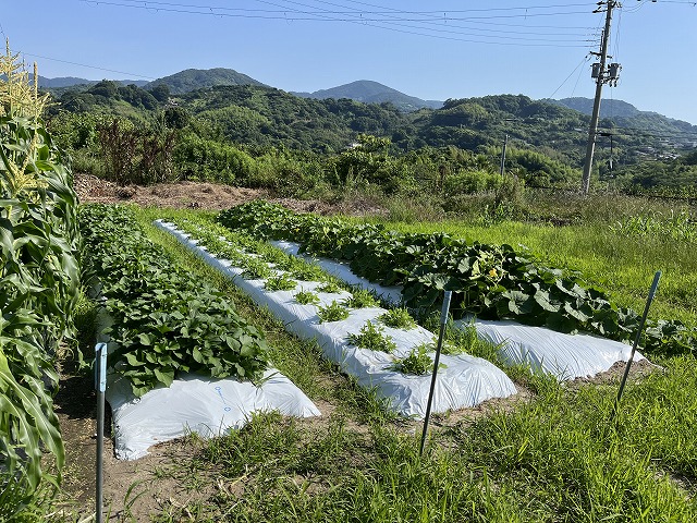 2025年６月23日　野菜の収穫（3年生）