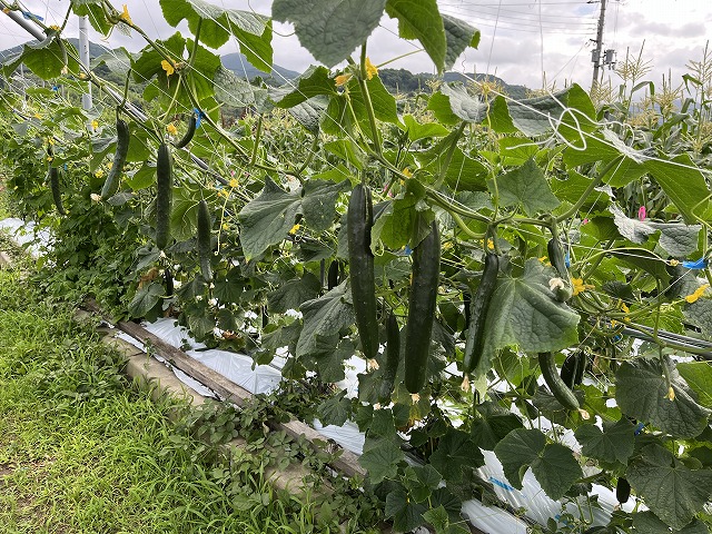 2025年６月23日　野菜の収穫（3年生）
