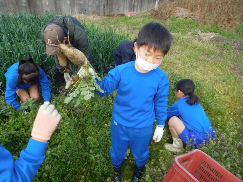 2026年3月5日　冬野菜収穫（2･3年生）