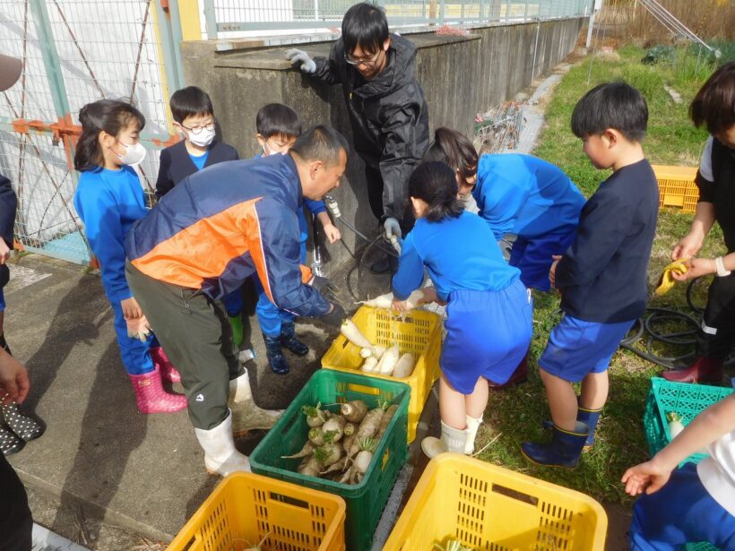 2026年3月5日　冬野菜収穫（2･3年生）