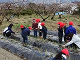 学校農園へ苗の植え付けを行いました。