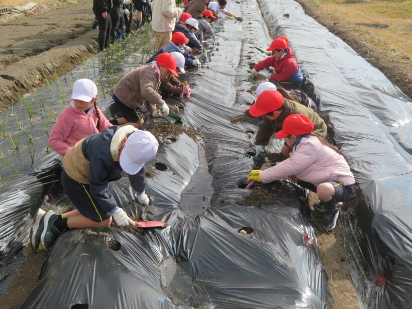 野菜の植えつけ（１２５６年）