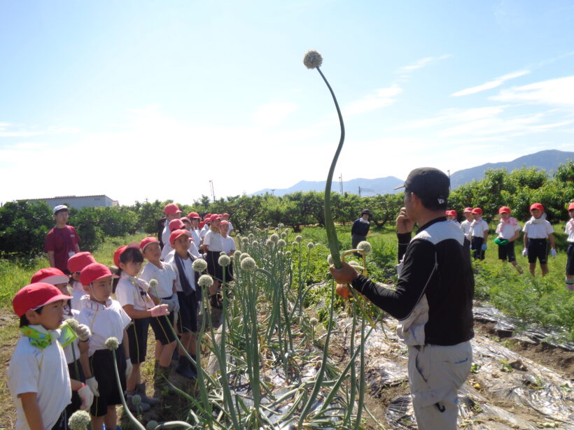 野菜の収穫
