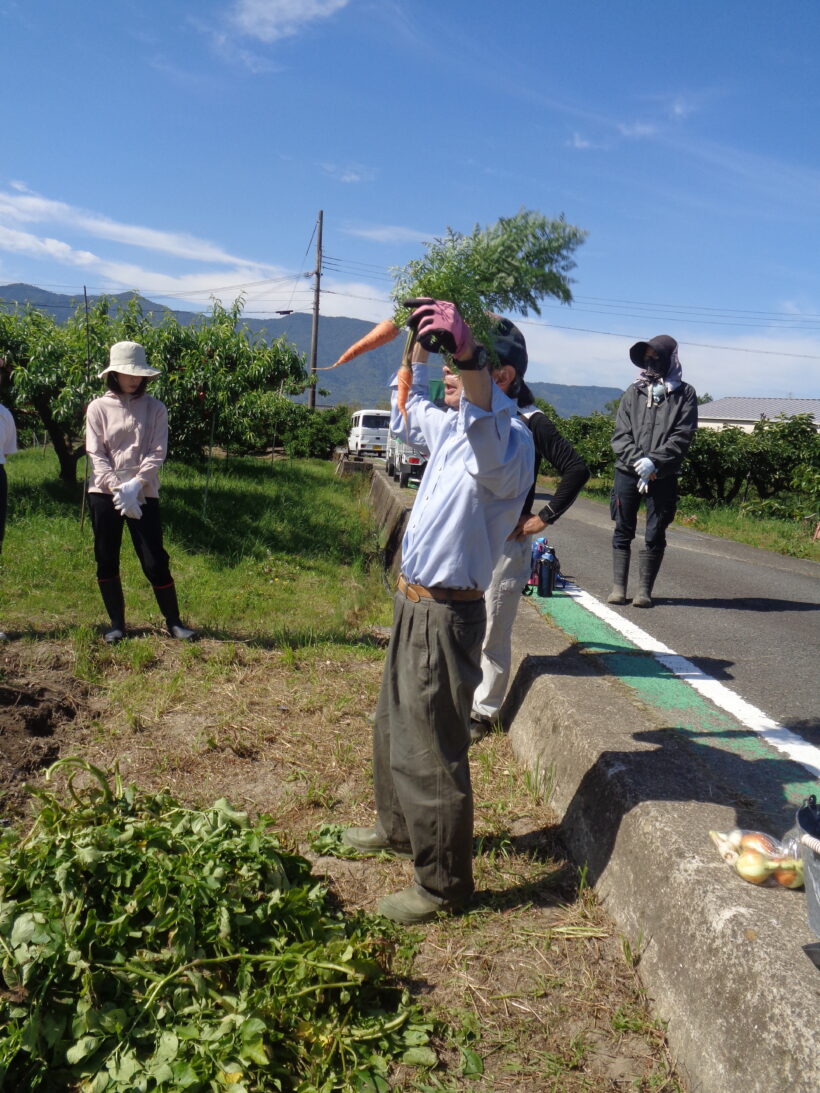 野菜の収穫