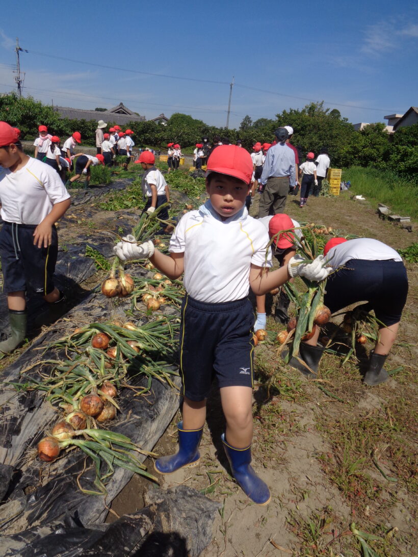 野菜の収穫