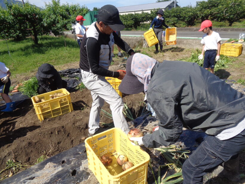 野菜の収穫
