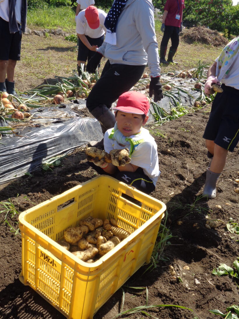 野菜の収穫