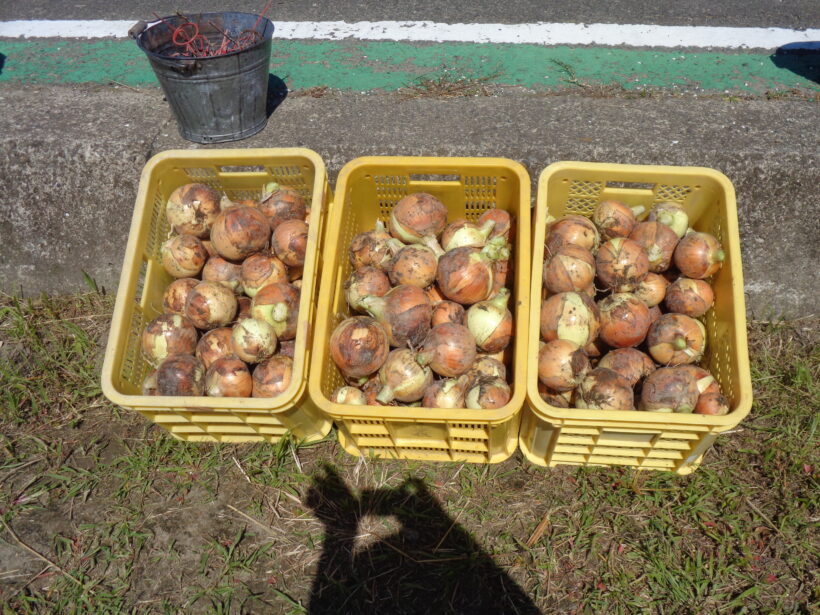 野菜の収穫