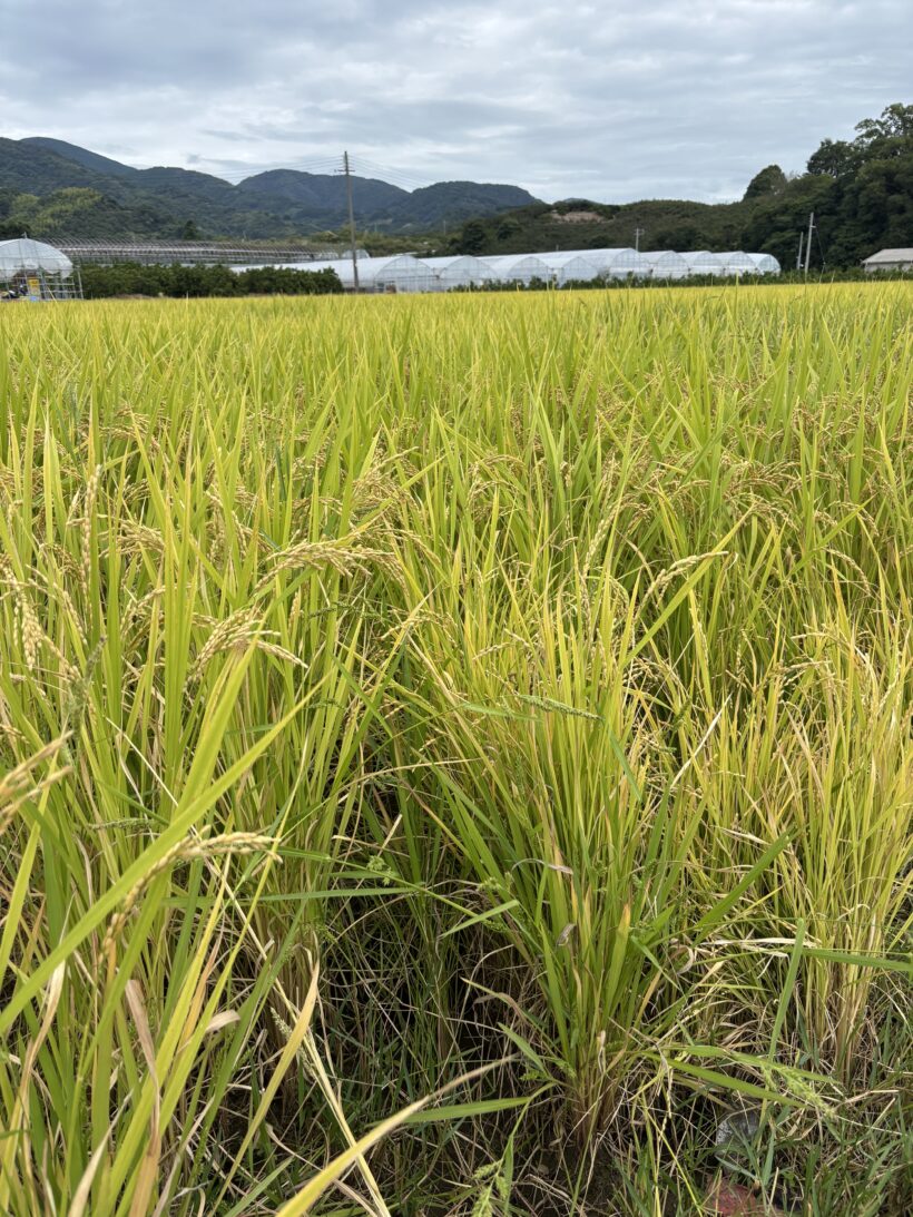 川原の秋
