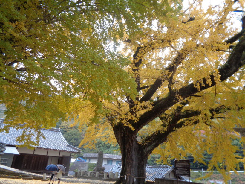賀茂神社のイチョウ