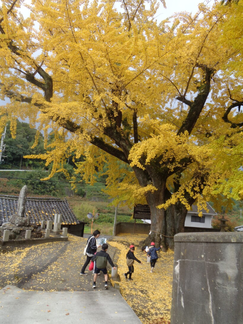 賀茂神社のイチョウ