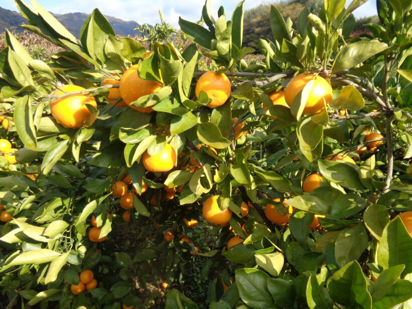 教育実習生と一緒に