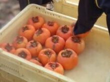 「川原のすてき」見つけたよ