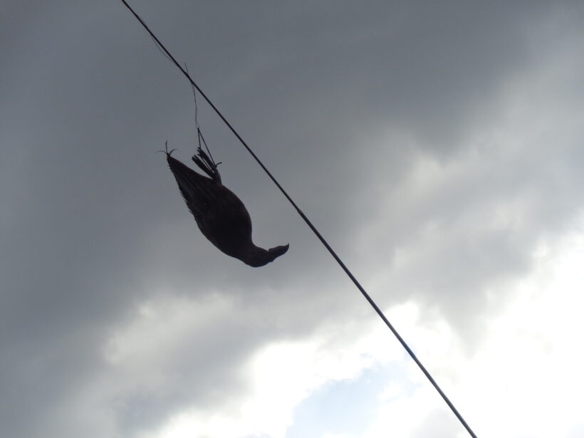 「川原のすてき」見つけたよ