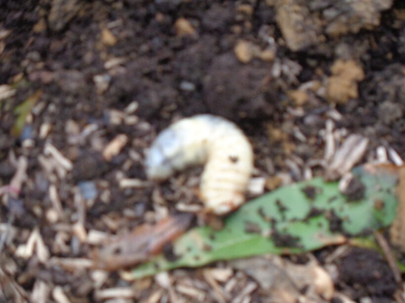 「川原のすてき」見つけたよ