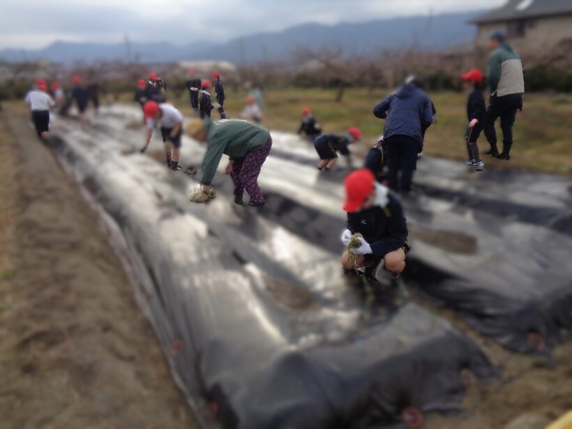 朝の運動～野菜の植えつけ