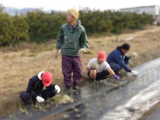 朝の運動～野菜の植えつけ