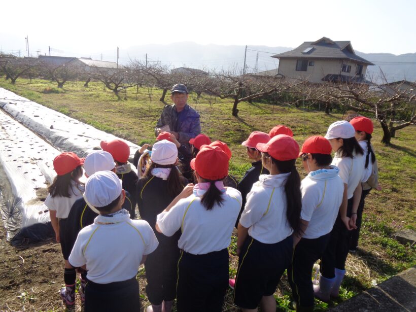 野菜の植えつけ（ニンジン）