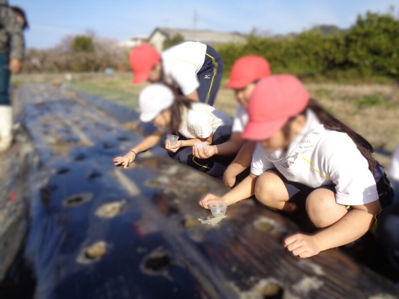 野菜の植えつけ（ニンジン）