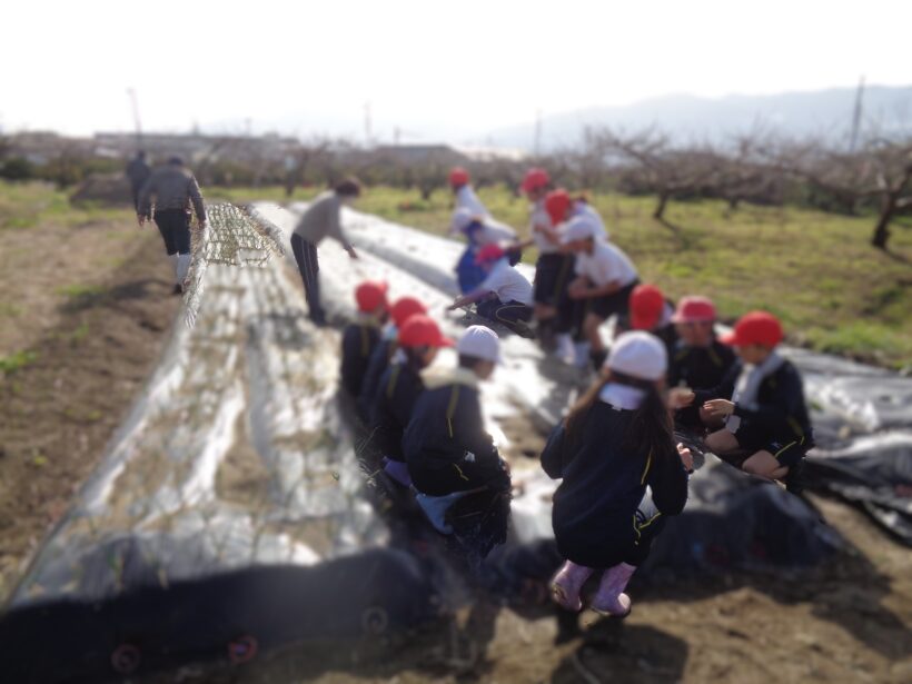 野菜の植えつけ（ニンジン）