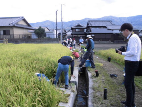 稲刈り（５年）