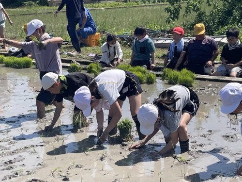 田植え(5年)