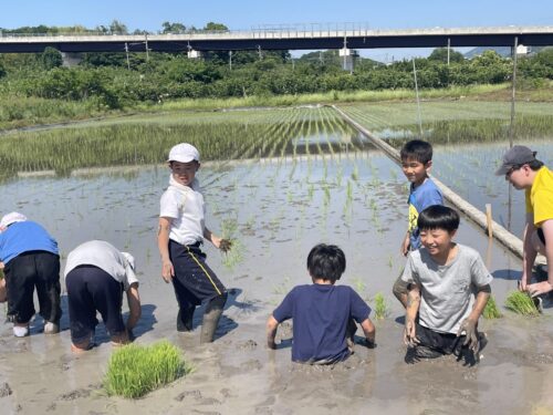 田植え(5年)