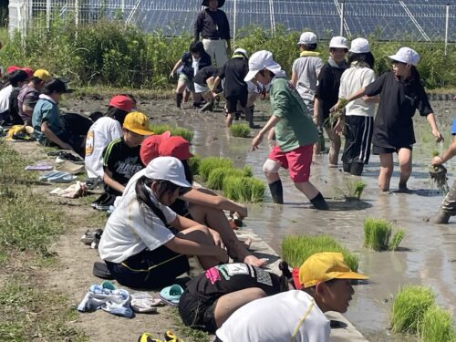 田植え(5年)