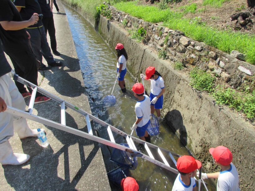 水路の生き物調査へGO