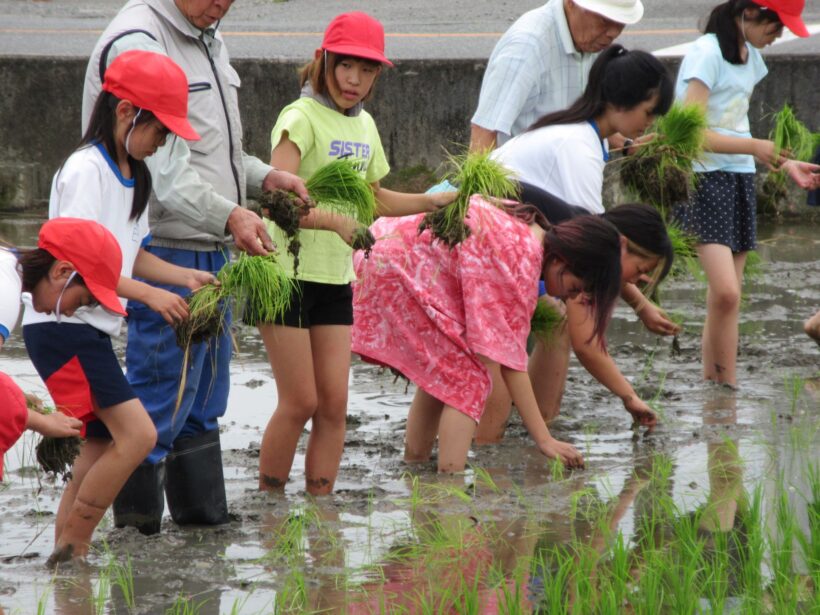 田植えにチャレンジ！