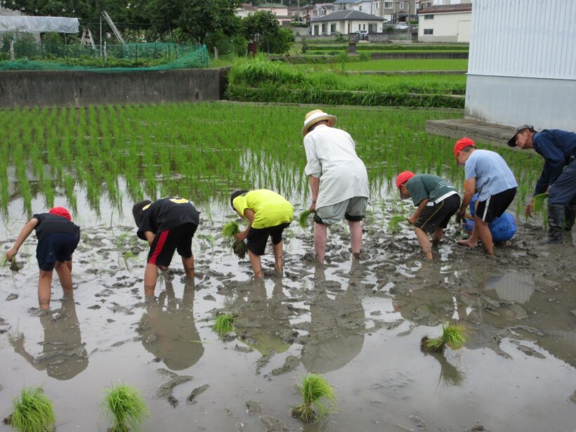 田植えにチャレンジ！