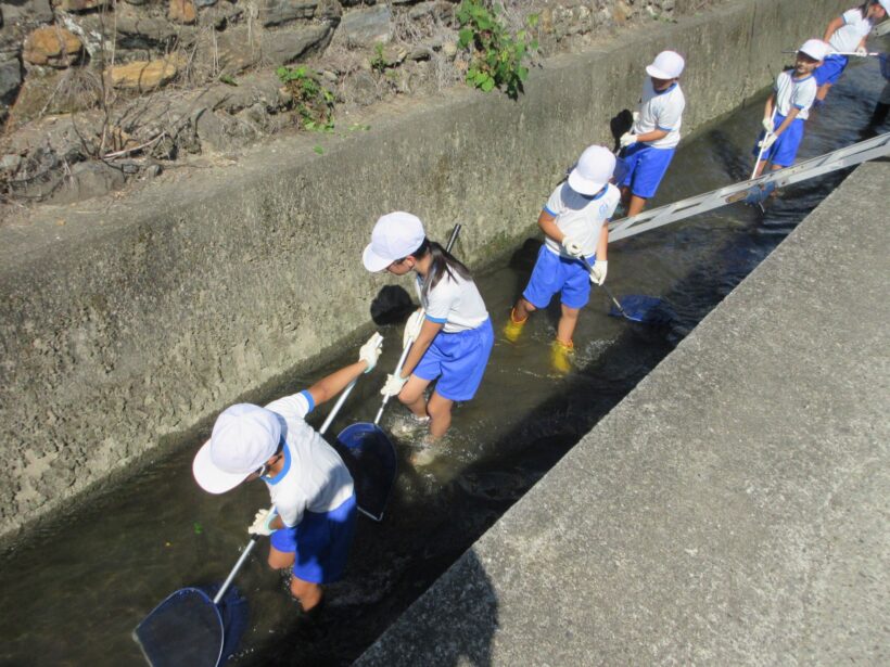 川の生きものを調べよう（４年生）