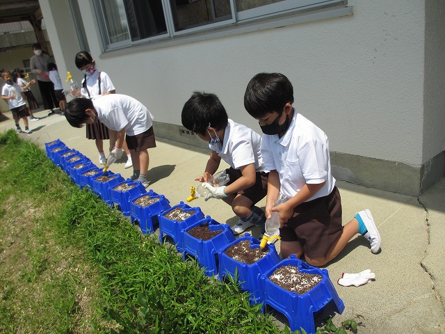 3年校区たんけん、1年あさがおの種まき　