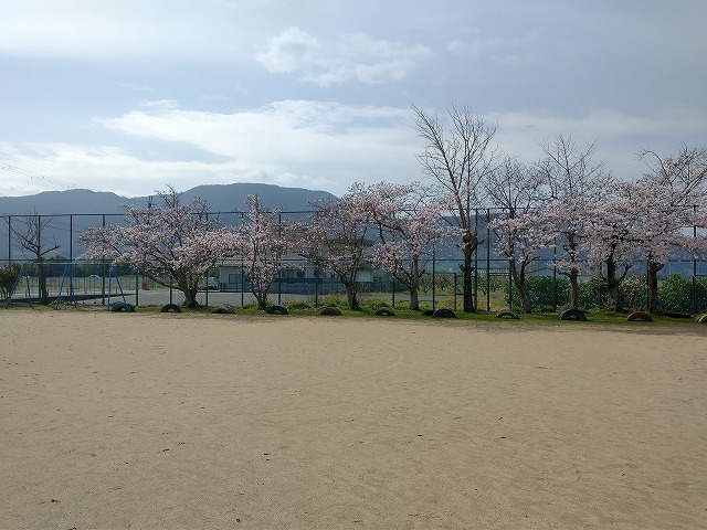 校庭の桜、8分咲きです＾＾