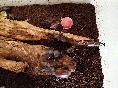 カブトムシに興奮