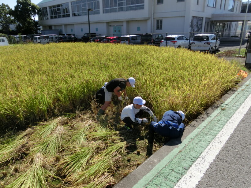 稲刈り