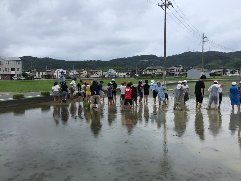 田植えしました！！(5年生)