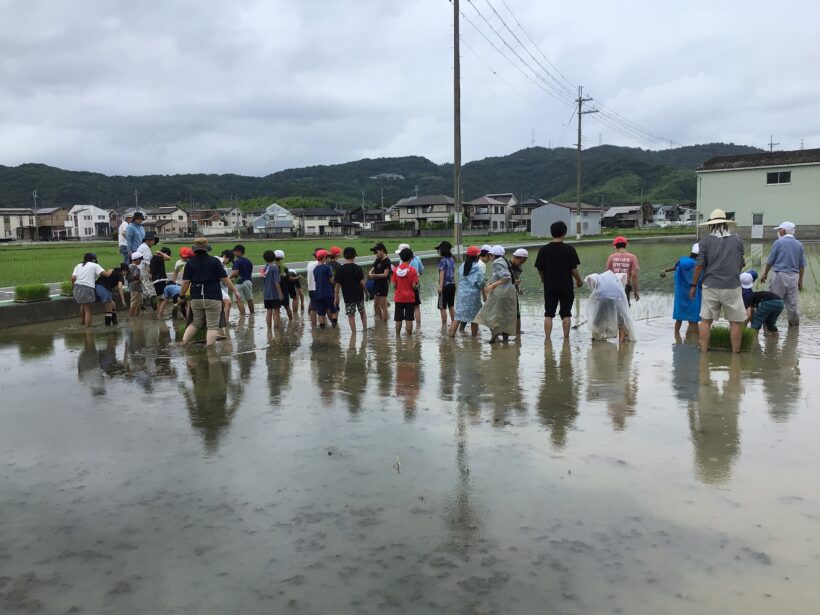 田植えしました！！(5年生)