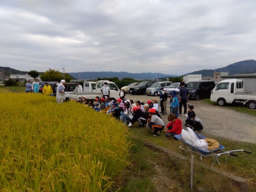 稲刈り体験(５年生)