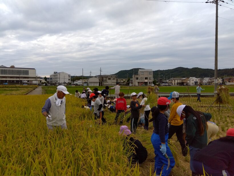 稲刈り体験(５年生)