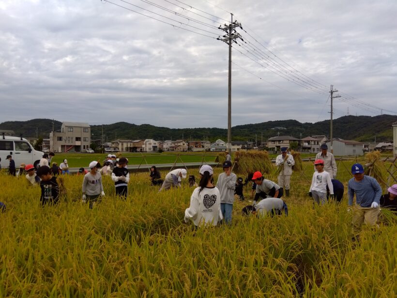 稲刈り体験(５年生)