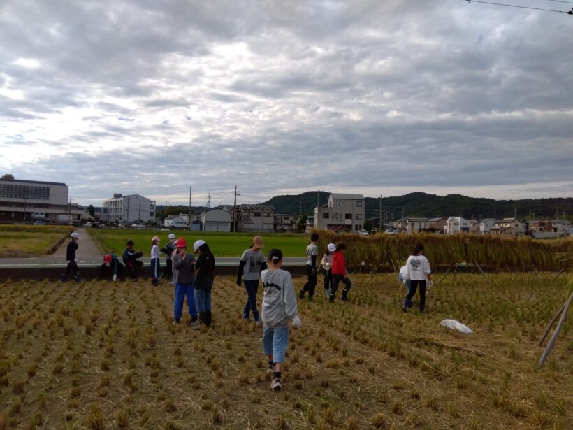 稲刈り体験(５年生)
