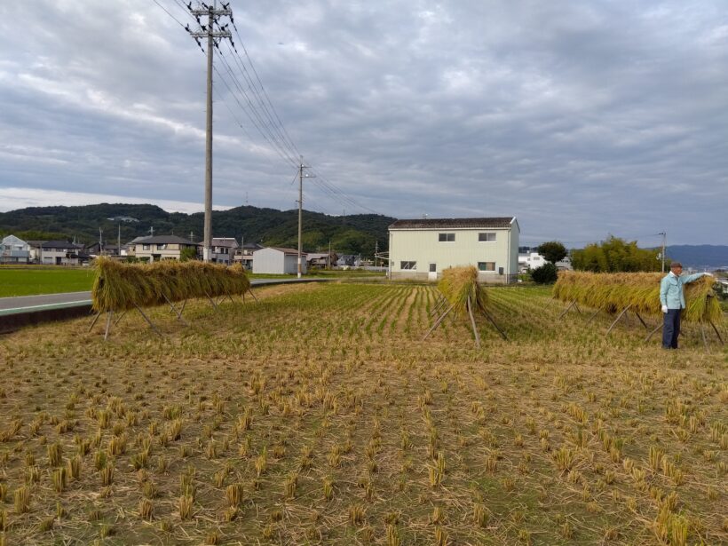 稲刈り体験(５年生)