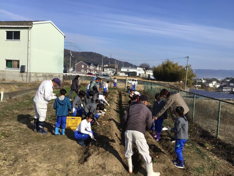 ジャガイモ掘り　（3年生）12月17日(水)