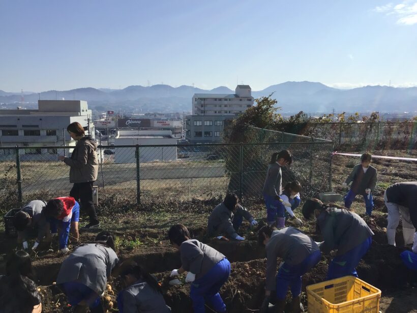 ジャガイモ掘り　（3年生）12月17日(水)
