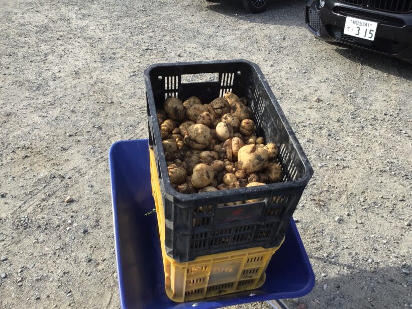 ジャガイモ掘り　（3年生）12月17日(水)