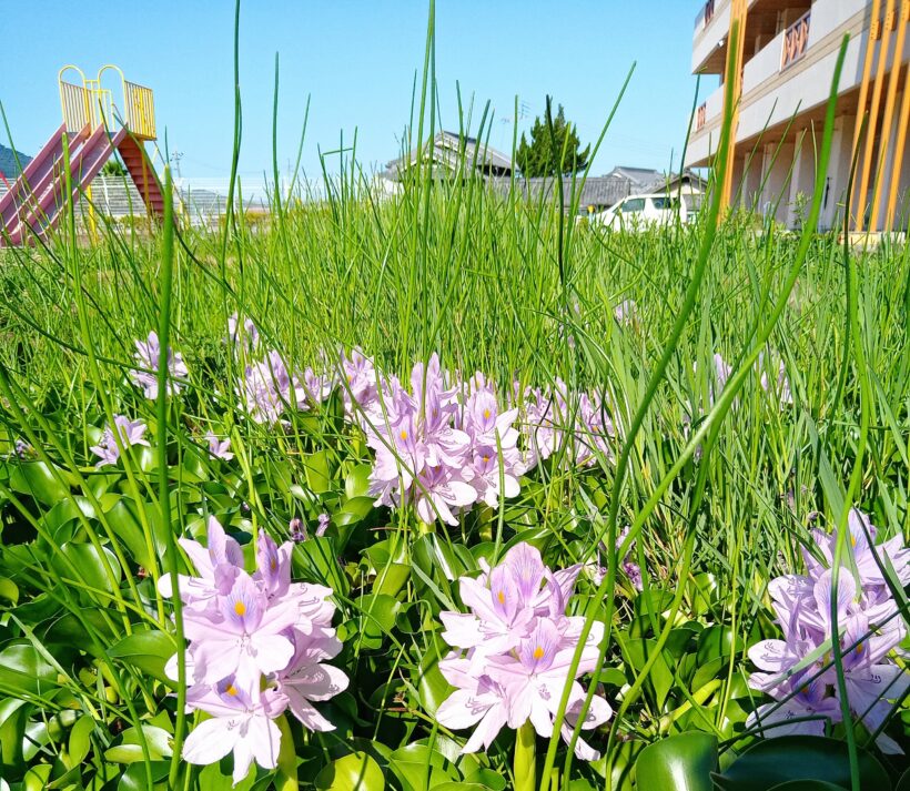 ビオトープにホテイアオイの花 お知らせ 紀の川市立名手小学校